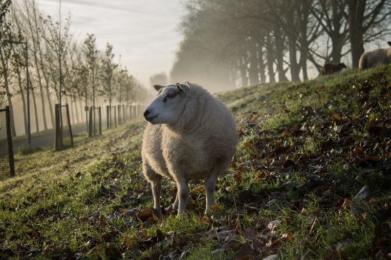 a sheep grazing on a grassy hill in an orchard in hoofddorp, hoofddorp sheep 4k