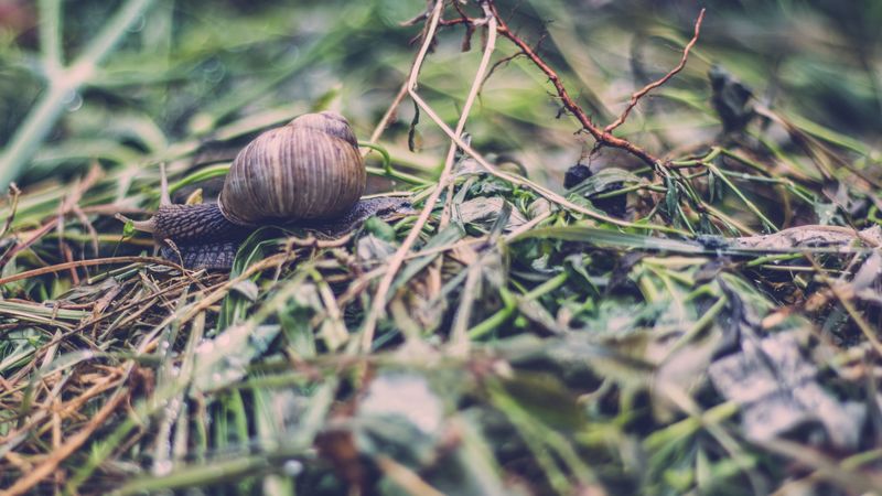 snail, shell, antennae, grass, 4k