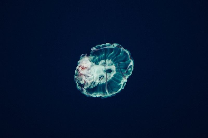 jellyfish swimming swim and underwater 4k