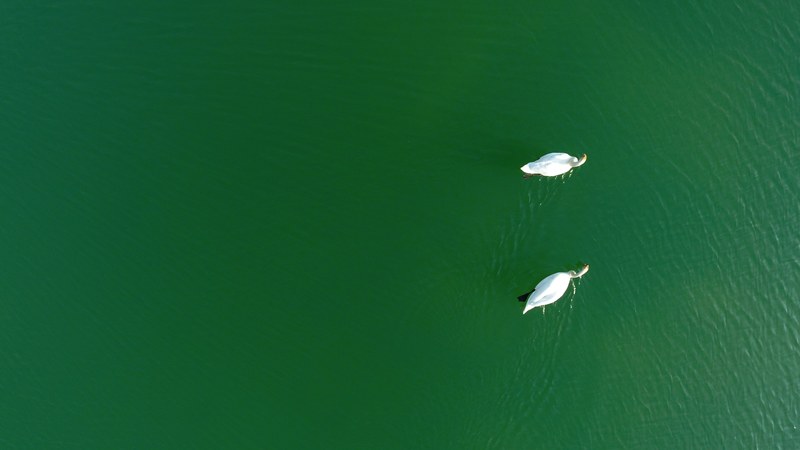 swans 4k