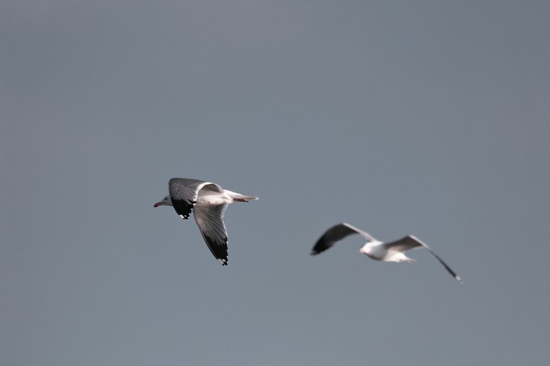 seagull bird flying and fly 4k