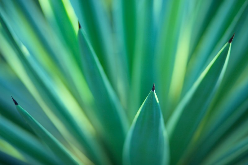 a macro shot of sharp green flax leaves shooting upwards, flax leaves pointing upwards 4k