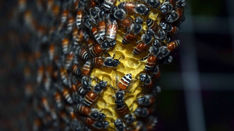 bees, honeycomb, honey, close-up, 4k