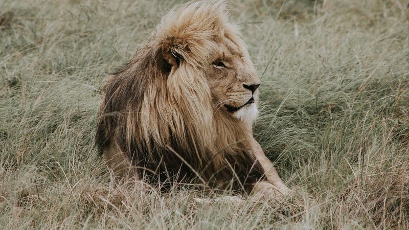 lion, mane, predator, king of beasts, 4k