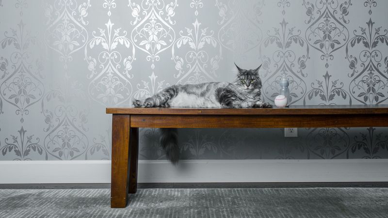 cat, bench, milk, ball, 4k