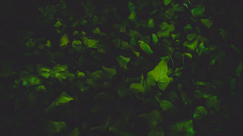 deep wild green 4k
