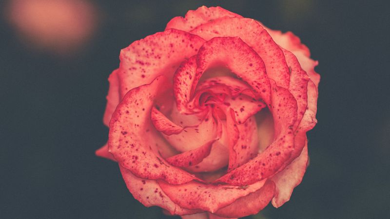 flower, rose, bud, spots, 4k