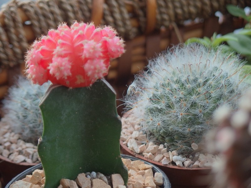 greenery green plant and cactu 4k