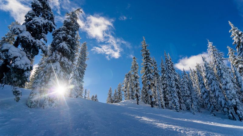 winter, snow, sunlight, trees, 4k