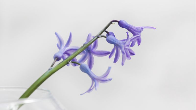 flower, petals, lilac, branch, 4k