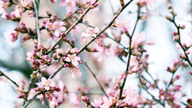 flowers, bloom, spring, pink, petals, 4k