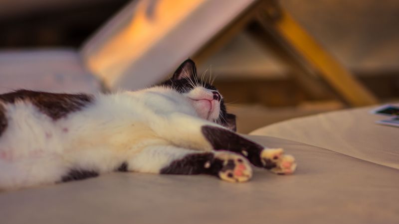 cat, lying, spotted, paws, 4k