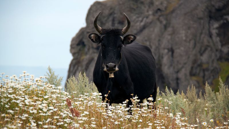 bull, cow, horns, daisies, field, 4k