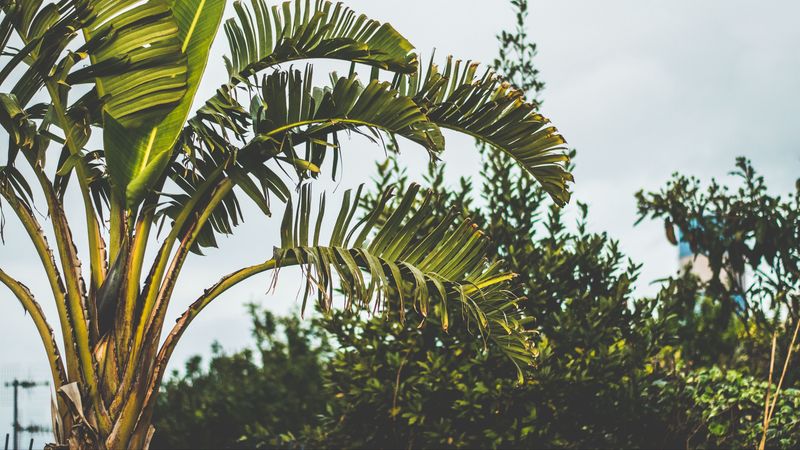 palm tree, branch, leaves, 4k