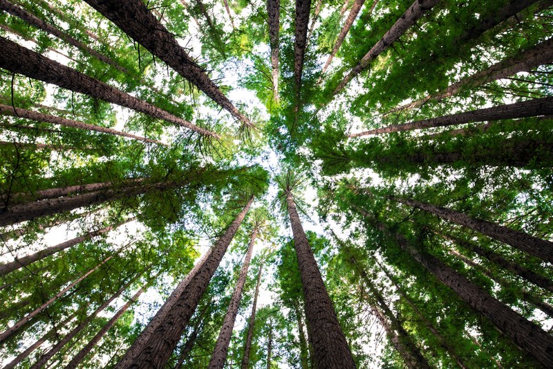 tree forest wood and branch 4k