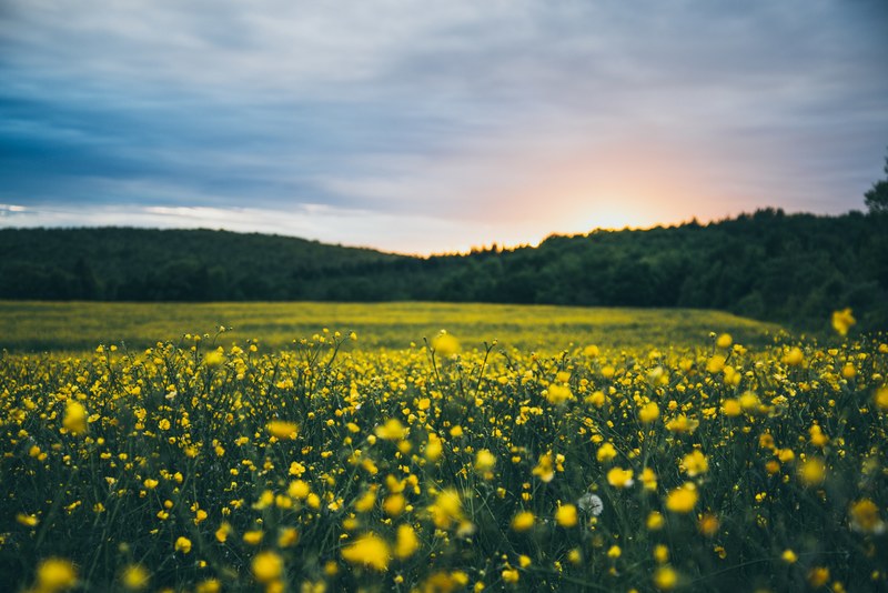 a vast field full of buttercup flowers near a forest in tingwick, pure softness 4k