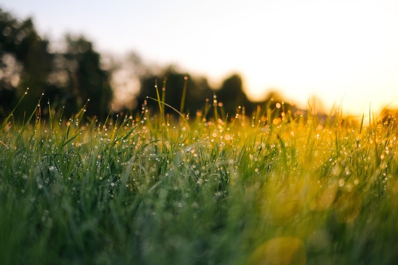 grass dew morning and morning dew 4k
