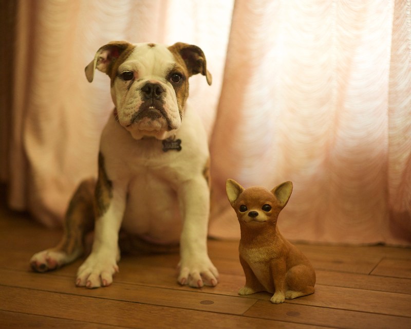 cute 2 dog and dog 4k