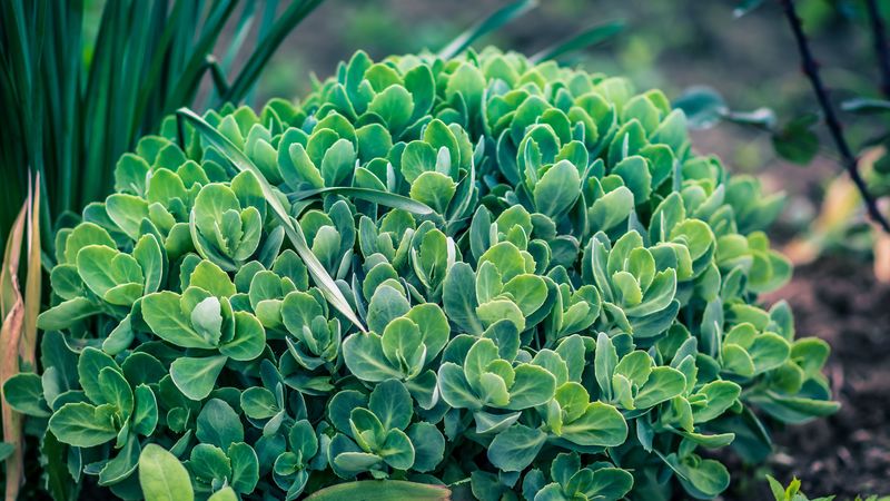 plant, green, leaves, flowerbed, 4k