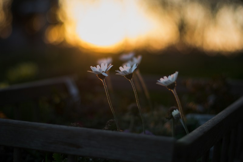 close up of several daisies bending towards the setting sun, daisies at sunset 4k