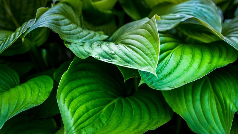 leaves, plant, drops, 4k