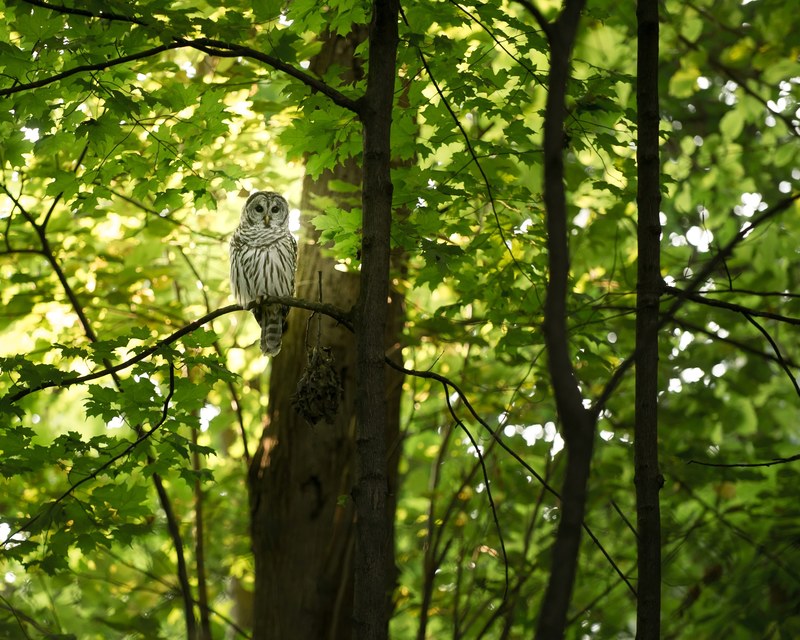 an owl perched on a branch of a green maple tree in madison, barred owl visit 4k