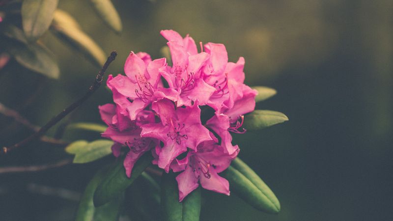 flower, bud, petals, bright, 4k