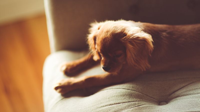dog, puppy, lying, sofa, 4k