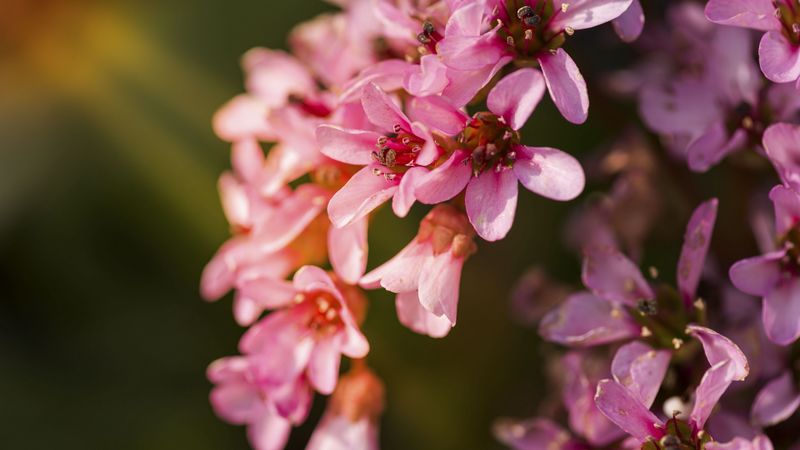 flowers, pink, petals, 4k