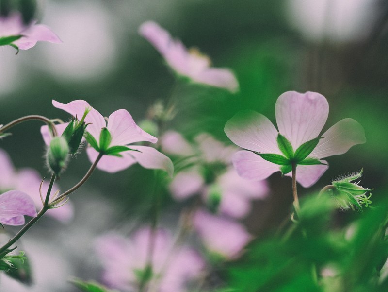 pink flower with big petals and green leaves in bloom in spring, pink flowers leaves 4k
