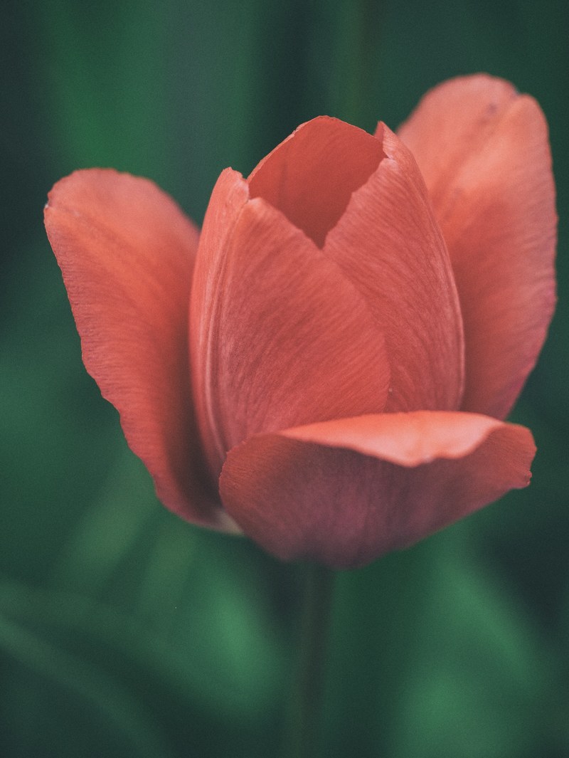 flower tulip nature and texture hd, 4k