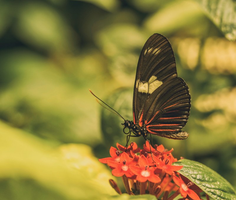 insect change nature and macro 4k