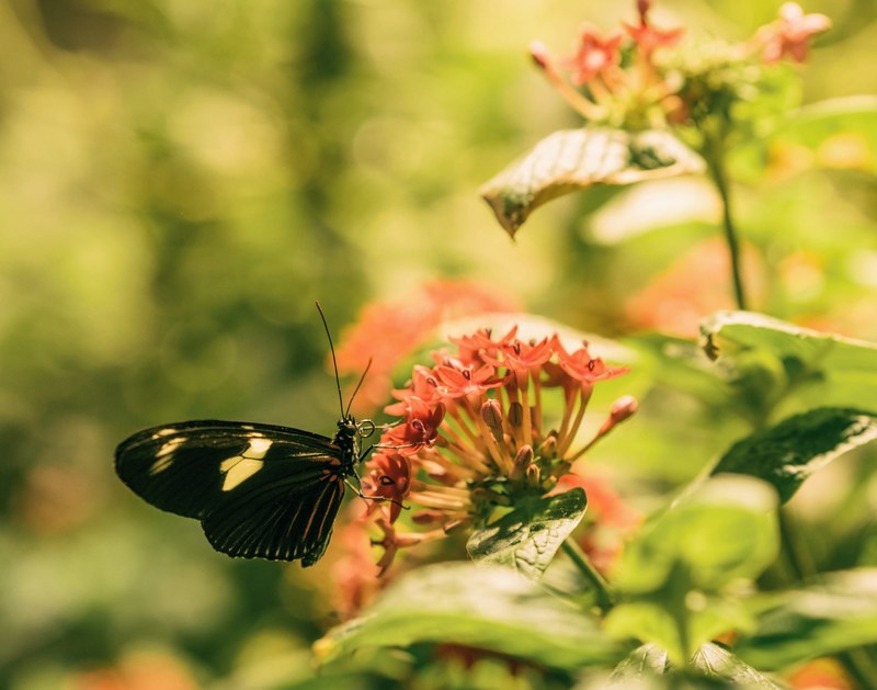 butterfly change leafe and spring 4k