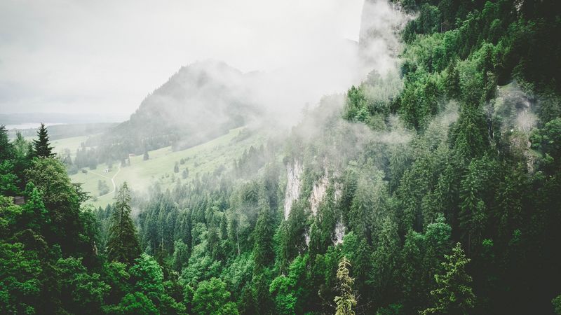 trees, mountains, fog, summer, 4k