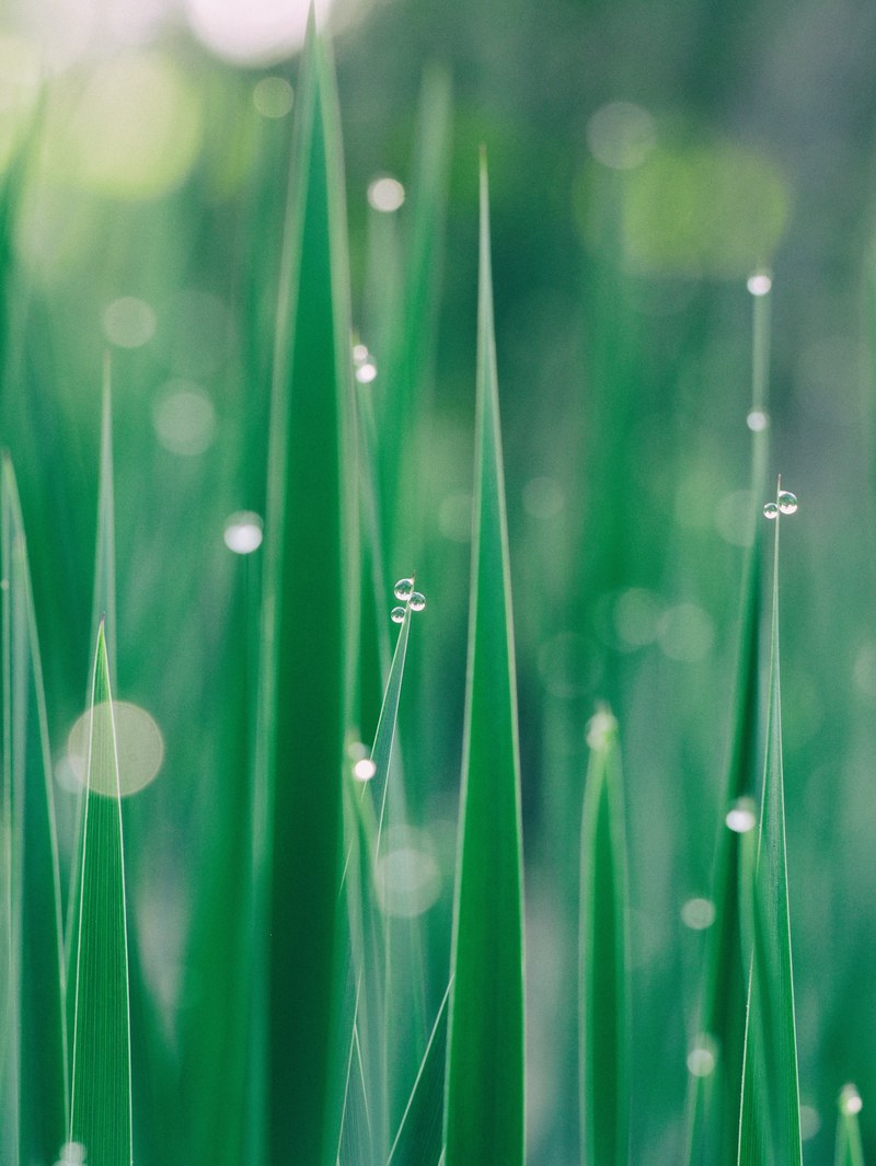 abstract green nature and water droplet hd, 4k
