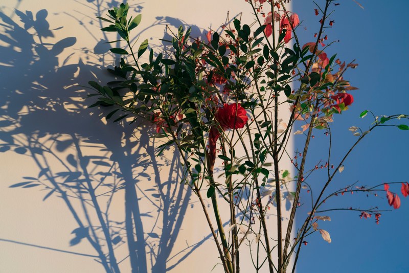 beauty spring rose and feeling 4k