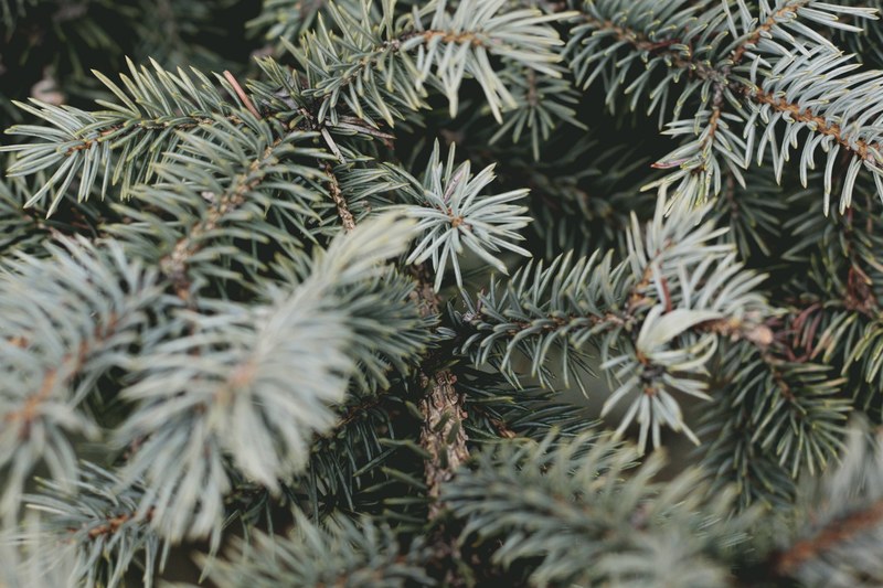 pine green evergreen and pine needle 4k