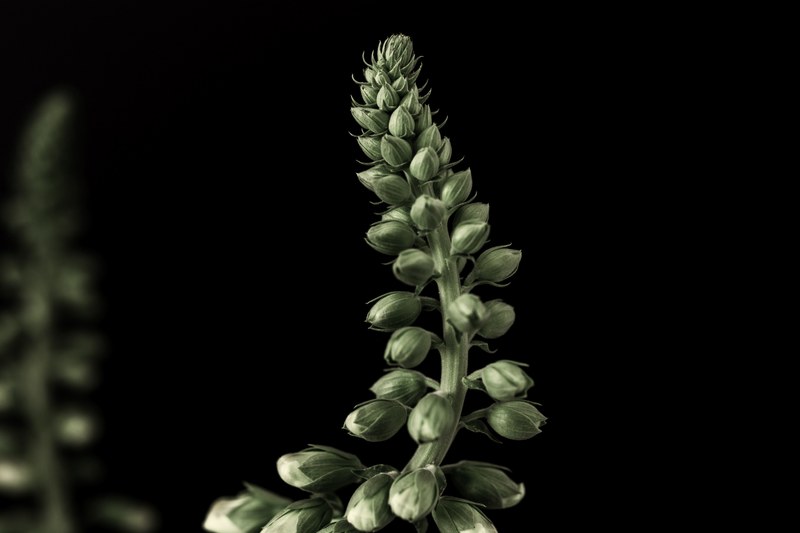 a macro shot of a budding foxglove plant against a black background, budding plant on black 4k