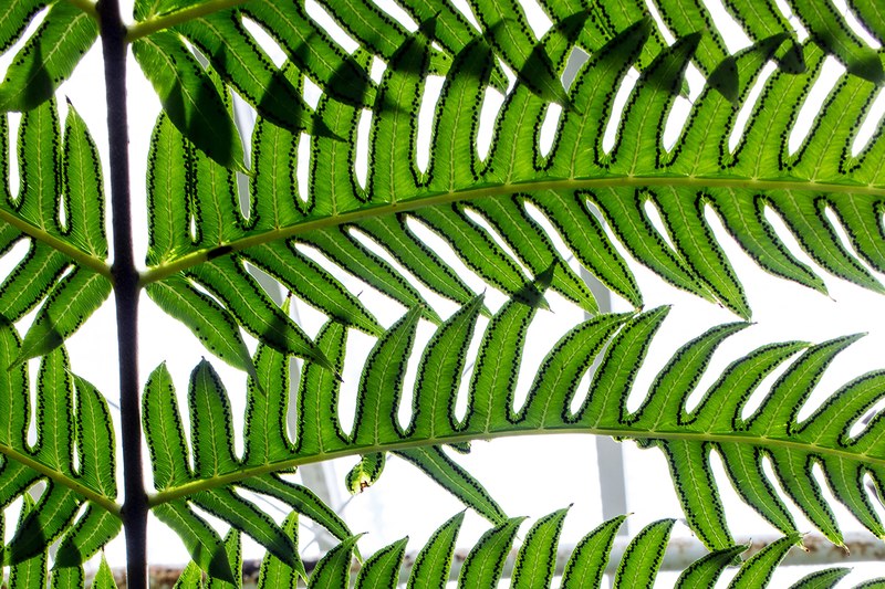 leaf plant green and leafe 4k