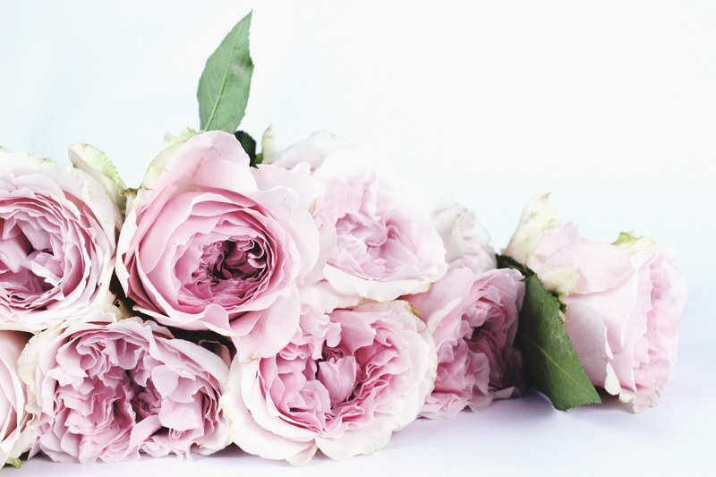 flower pink rose pink and rose 4k