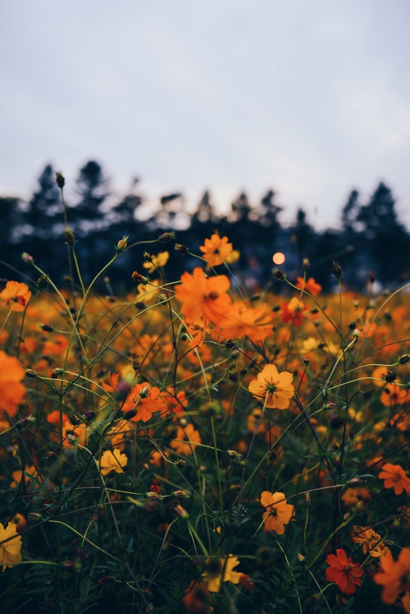 tree bokeh sunset and cosmo hd, 4k