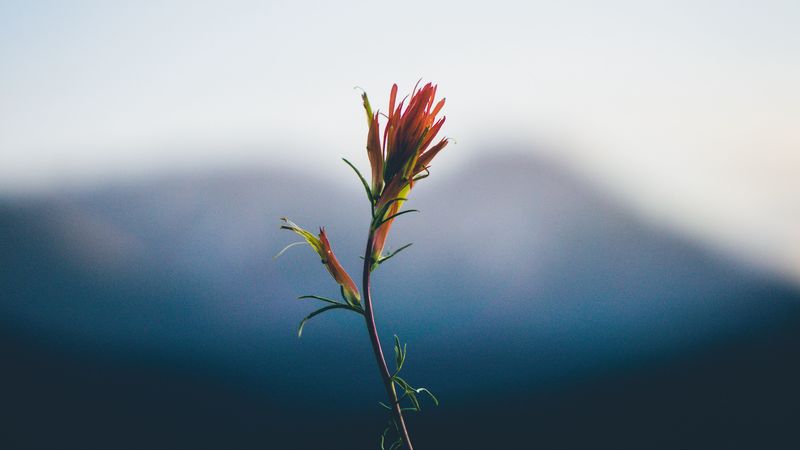 flower, stem, blur, 4k