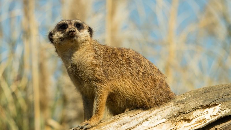 meerkat, animal, look, 4k