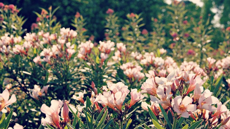 pale pink flowers in a sunny garden, creamy pink flowers 4k