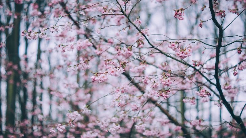 flowering, spring, branches, flowers, 4k