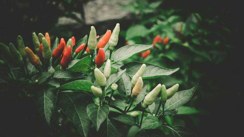 pepper, chili, fruit, leaves, 4k