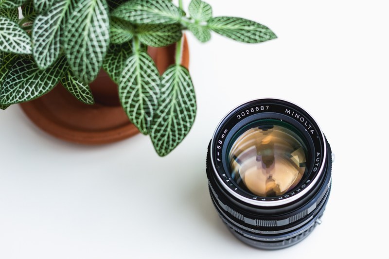 leaf plant lens and planter 4k