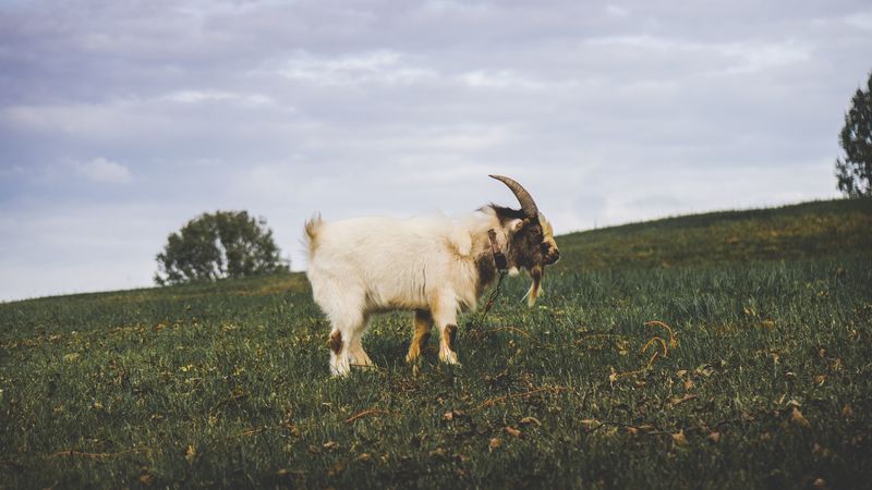 goat, field, grass, 4k