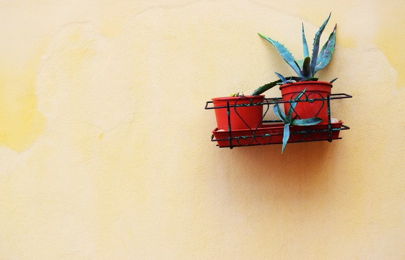 planter pot aloe and cactus 4k