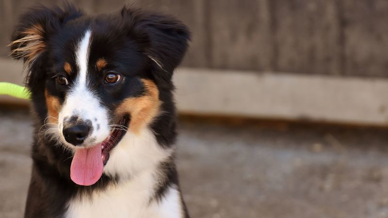 dog, muzzle, protruding tongue, 4k